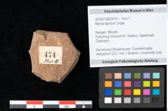 Foto (Objekt + Etikett) von Myrica lignitum Unger (NHMW-GEO-2024-0188-0474)